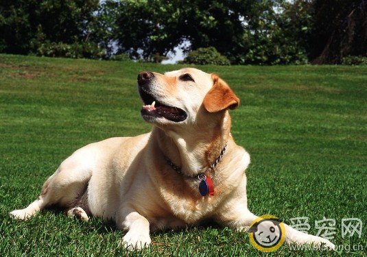 训练拉布拉多犬过方法原则有哪些