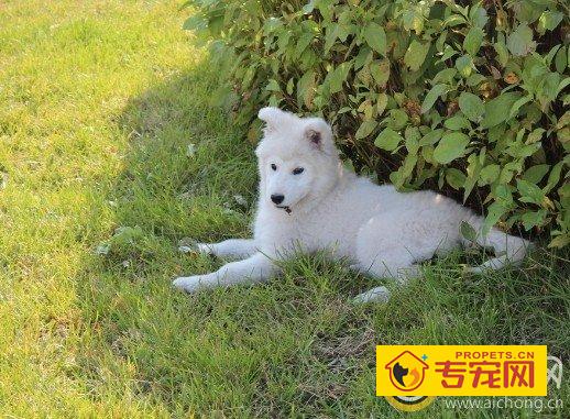 如何亲自给萨摩耶做美食