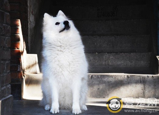 萨摩耶能吃海藻粉吗