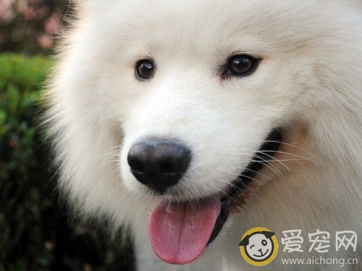 萨摩耶适合吃维生素片吗