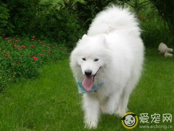 萨摩耶每天大概需要多少能量