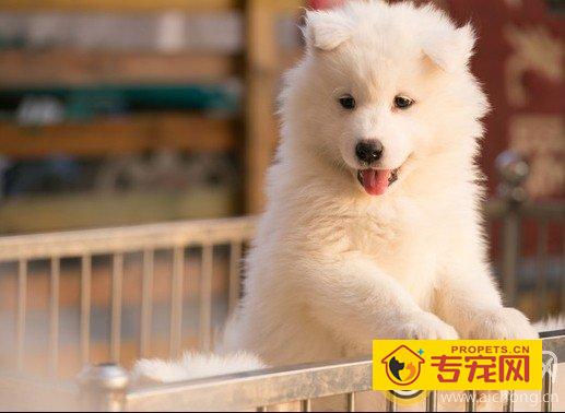 如何给萨摩耶做简单省时的美食