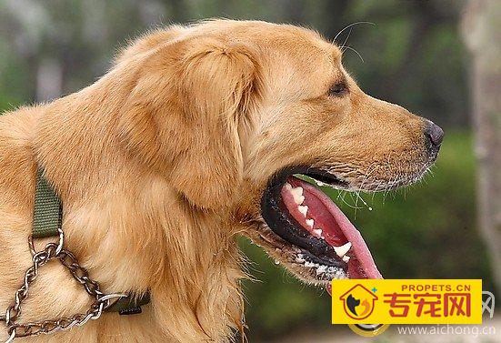 金毛犬平时能吃鸡肉吗