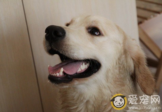 金毛犬平时适合吃猪肉吗