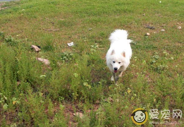 怎样判断萨摩耶身体是否健康