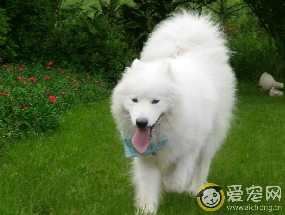 如何照顾年老体衰的萨摩耶