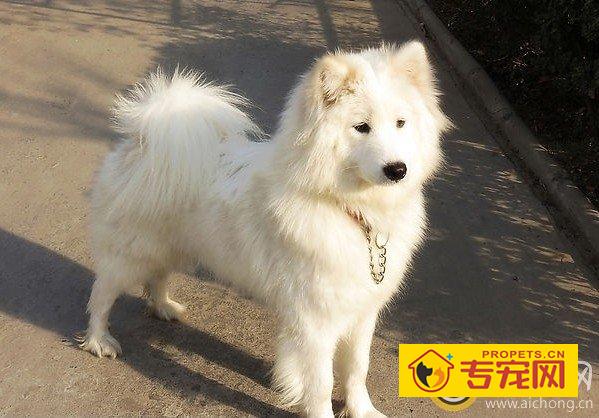 如何控制好萨摩耶的散步时间