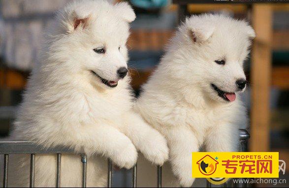 为什么萨摩耶外出时喜欢挖洞