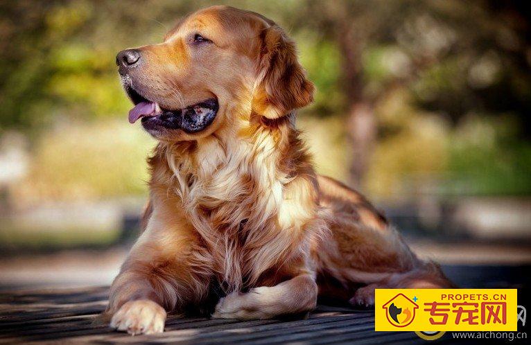 如何让金毛犬度过炎热的夏天