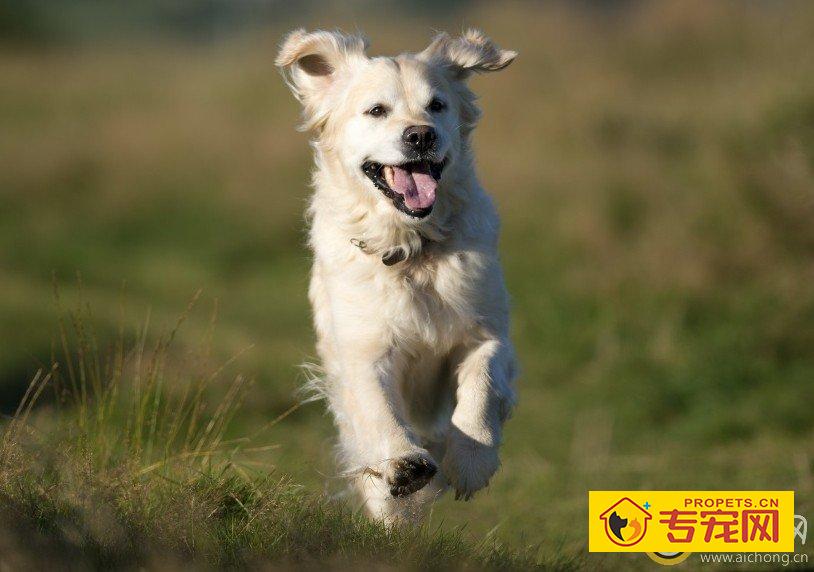 两个月大的金毛犬能喝牛奶吗