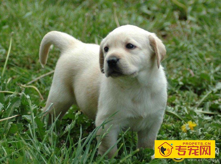 区分拉布拉多犬的乱咬与撒娇