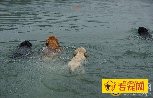 拉布拉多犬会游泳吗