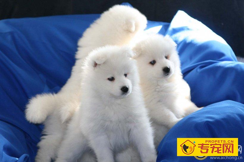 如何给萨摩耶滴眼药水