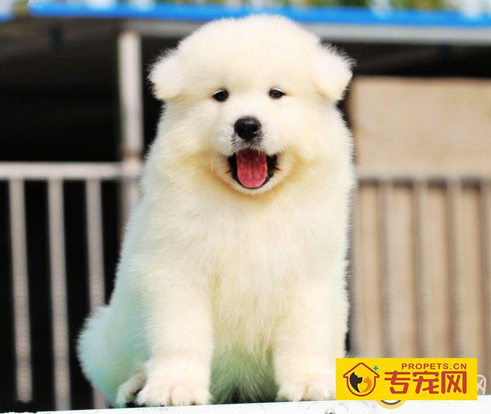 如何训练萨摩耶跨越障碍