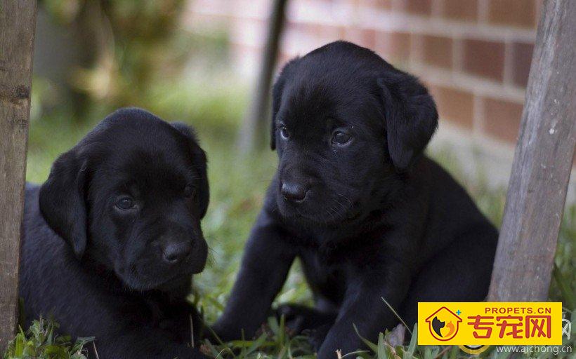 拉布拉多犬浑身发痒怎么办