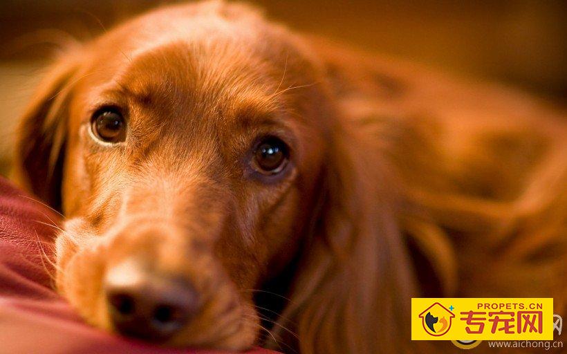 金毛犬得了细小会发烧死亡吗