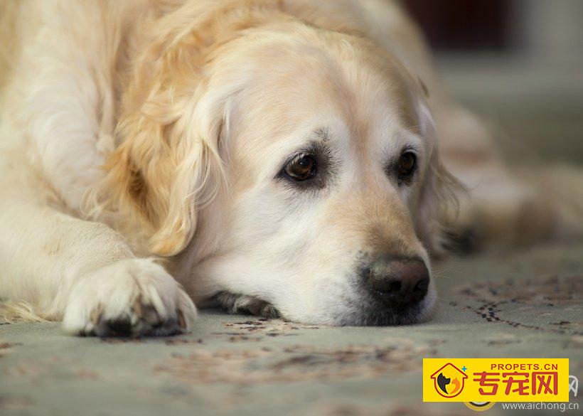 金毛鼻子流血了该怎么办