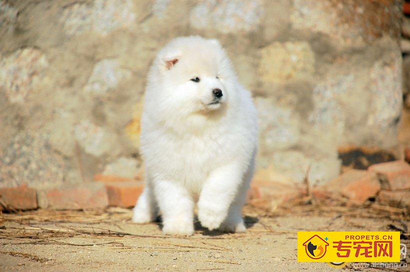 萨摩耶不想回家要怎么办