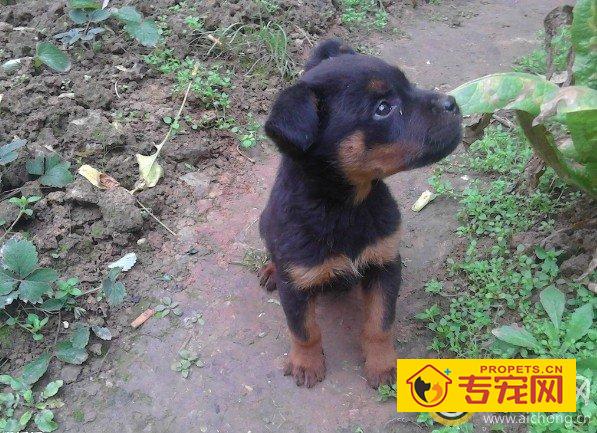 罗威纳攻击性太强该怎么办