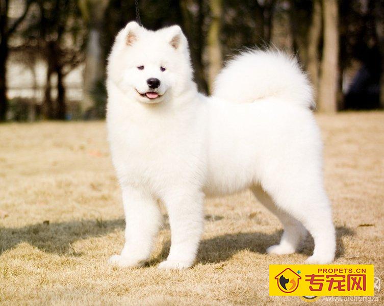 萨摩耶总是怕光怕火怎么办