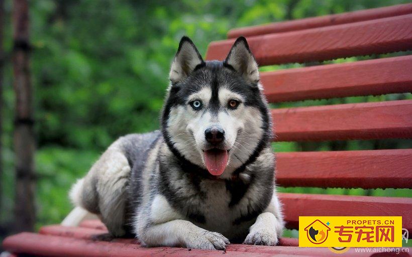 训练哈士奇如何对它说不行