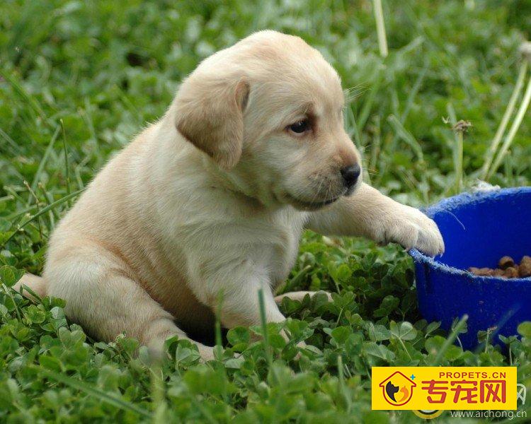 训练拉布拉多犬容易犯哪些错误