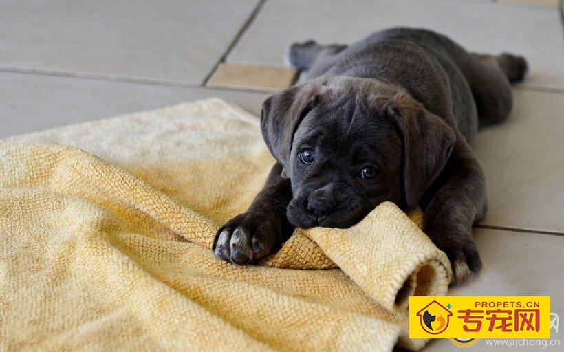 拉布拉多犬喜欢咬东西怎么办