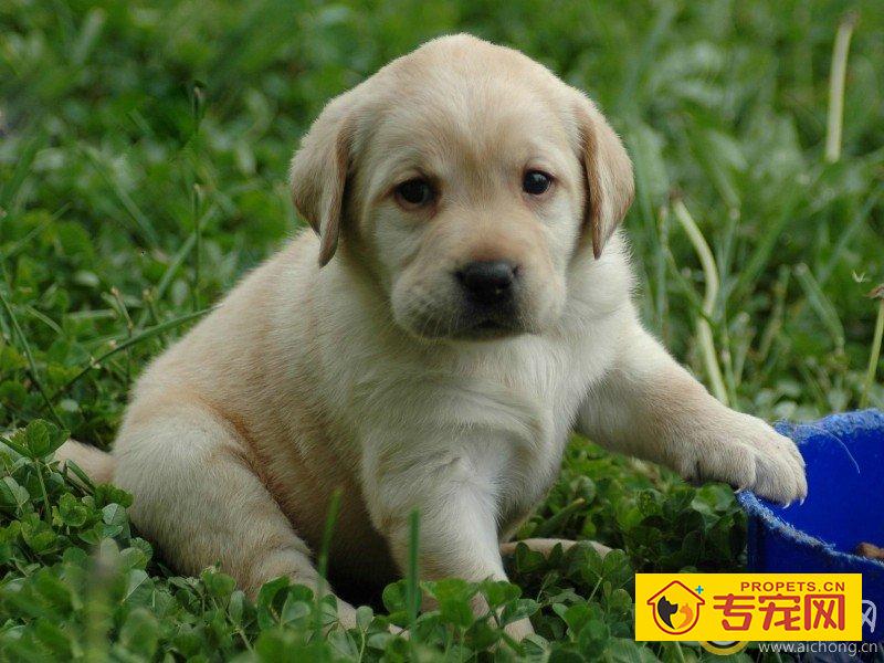 拉布拉多犬的饭量如何