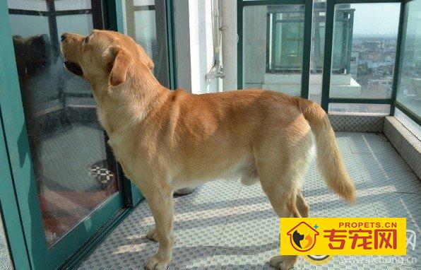 拉布拉多尾巴翘起来是怎么回事