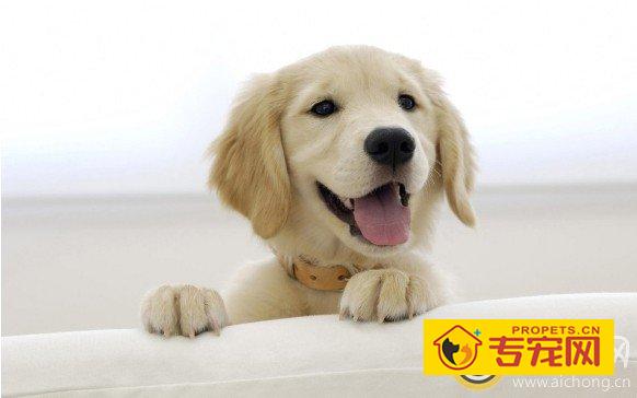 拉布拉多犬平时会笑吗