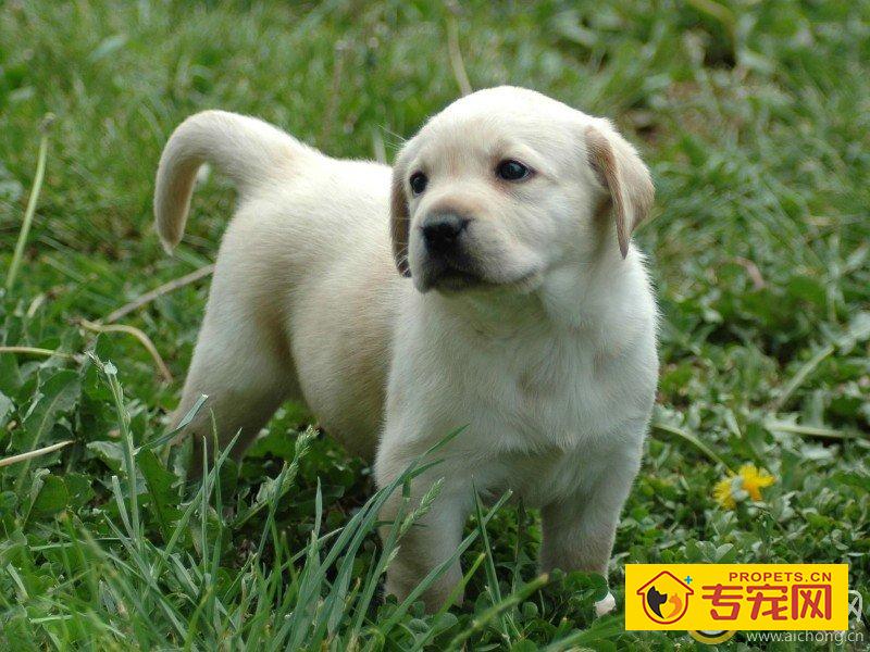 拉布拉多尾巴卷是怎么回事