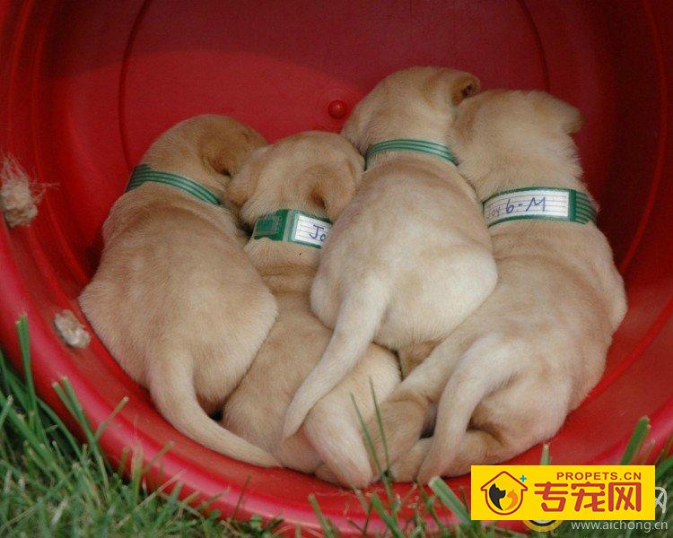 小拉布拉多总是喜欢睡觉怎么办