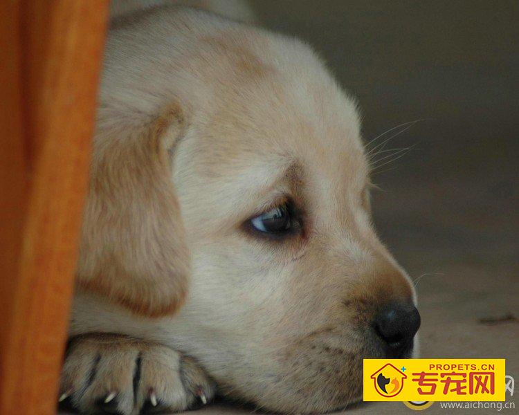 拉布拉多犬耳朵流脓怎么办