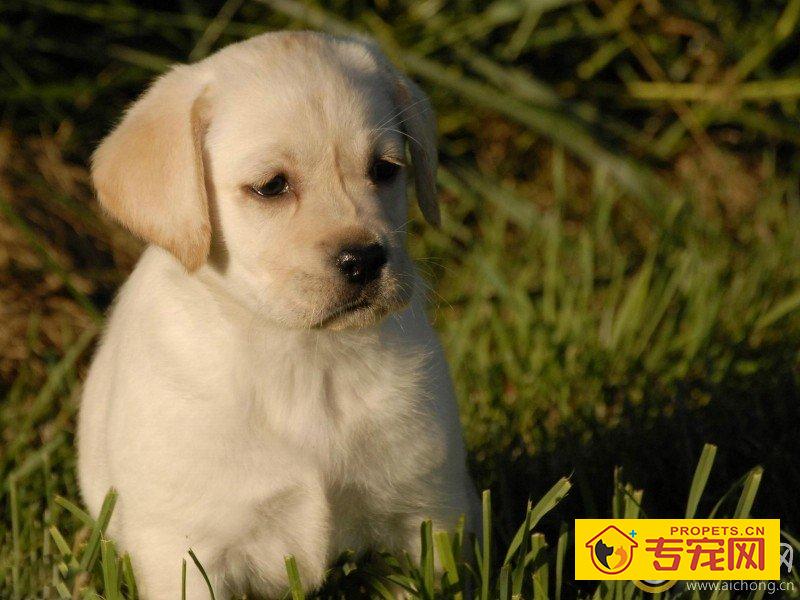 拉布拉多走路后腿无力是啥问题