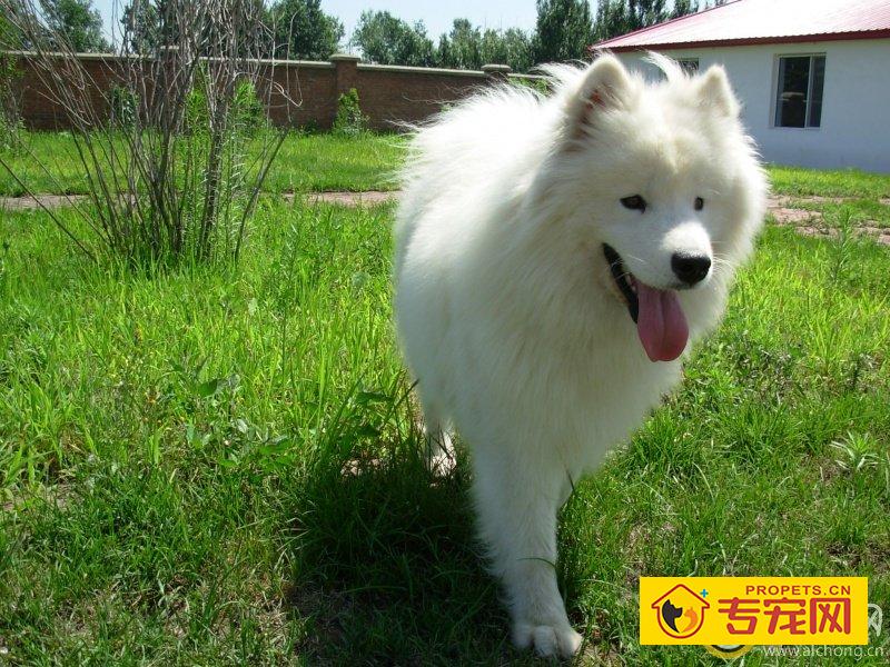 萨摩耶指甲断了该怎么办