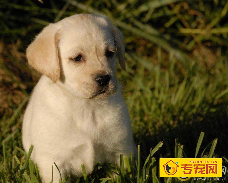 给拉布拉多犬带铃铛好吗