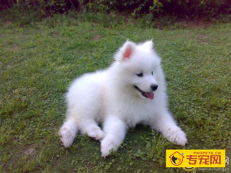 萨摩耶发育期间吃什么补钙好