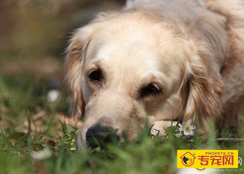 金毛犬腰椎盘突出该怎么办