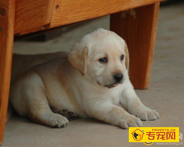 拉布拉多为什么喜欢靠着主人睡觉