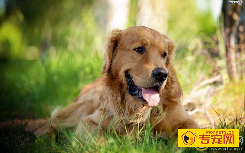 金毛全身发痒该怎么办