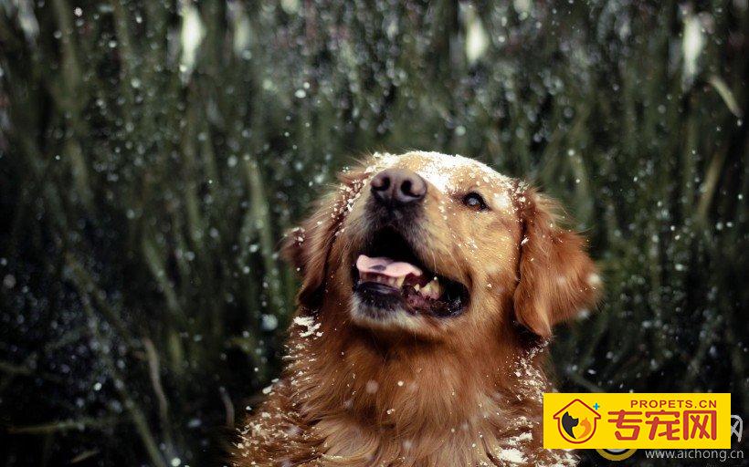 金毛发生休克现象该怎么办