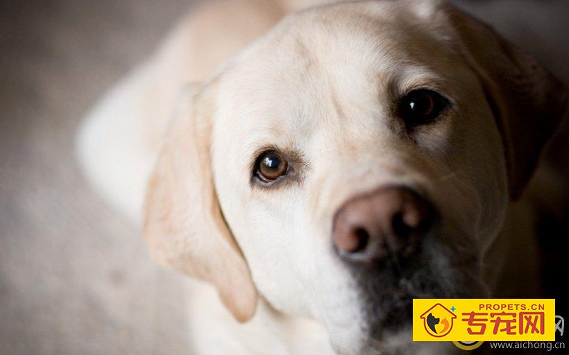 如何避免买到质量差的金毛犬