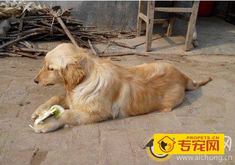 如何保证金毛犬的营养均衡