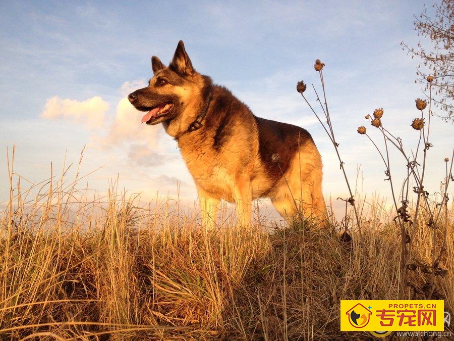 德国牧羊犬适合家养吗