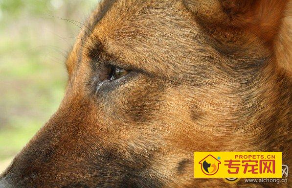 马里努阿犬的详细资料介绍