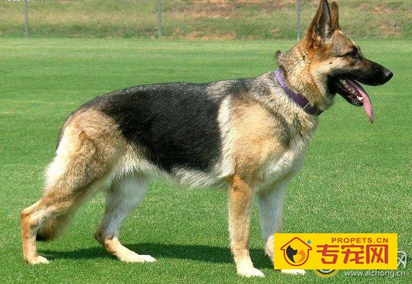 黑色德国牧羊犬是纯种的吗