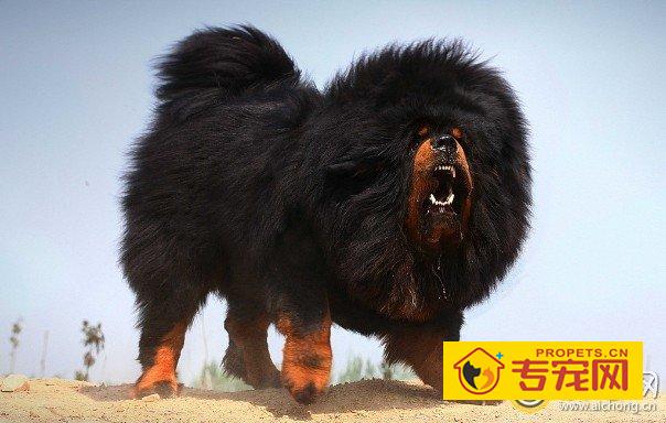 藏獒渡魂全文主要内容