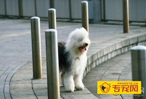 古牧犬价格和图片