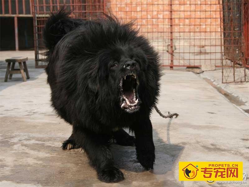 鬼藏獒