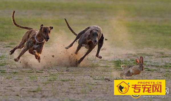 灵提狗抓兔子